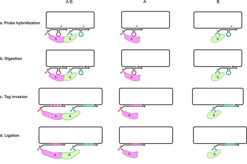 Research team introduces new technology for analysis of protein activity in cells