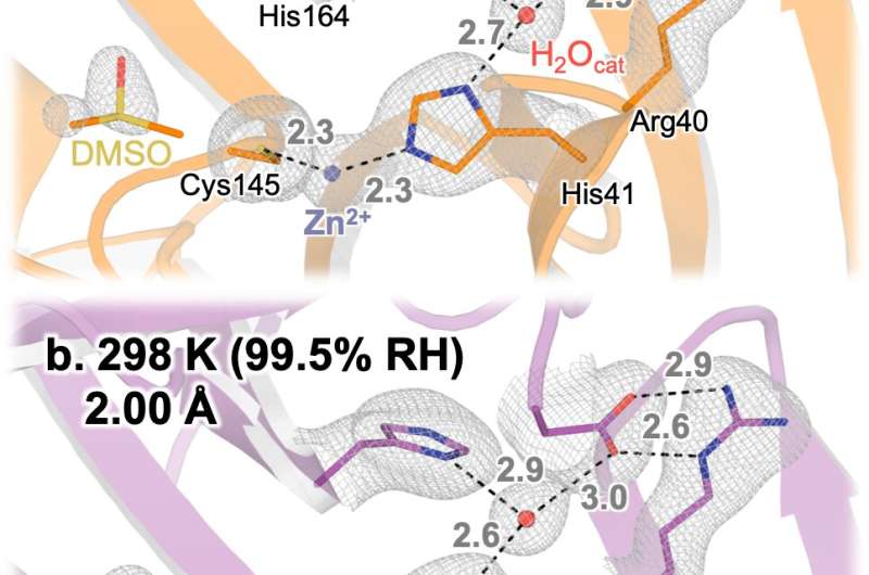 First structure of key COVID enzyme at human body temperature