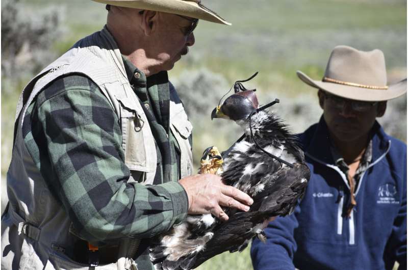 Wind energy boom and golden eagles collide in the US West