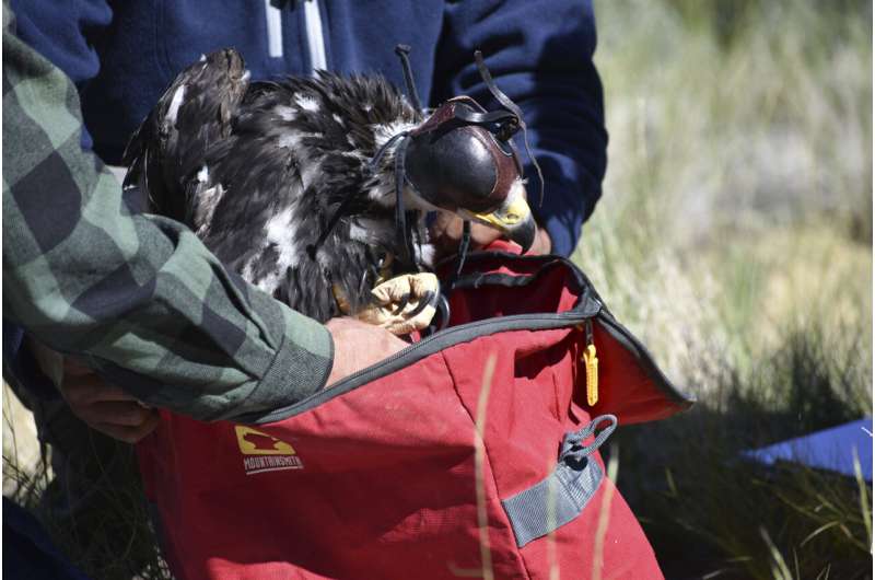 Wind energy boom and golden eagles collide in the US West