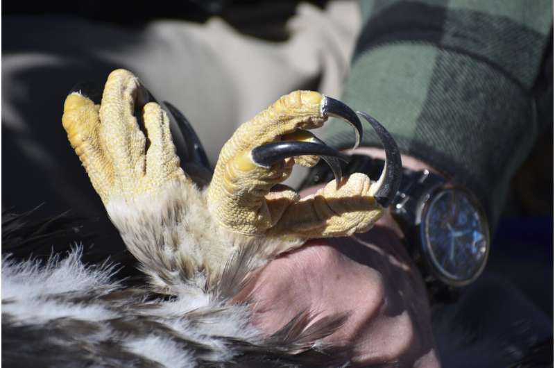 Wind energy boom and golden eagles collide in the US West