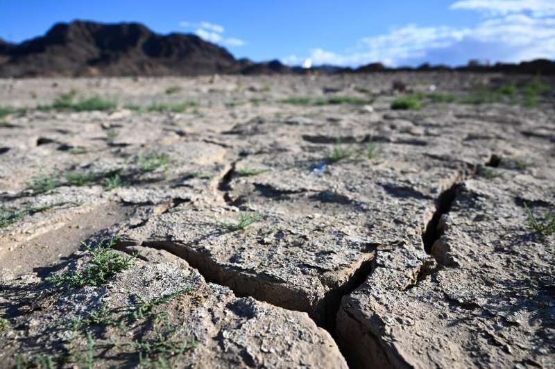 Plants grow from an exposed lakebed drying out during low water levels due to the western drought on June 28, 2022, on Lake Mead