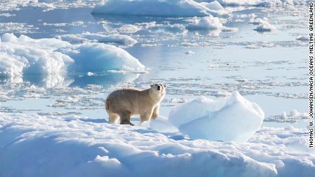 Newly documented polar bear population lives in a surprising place