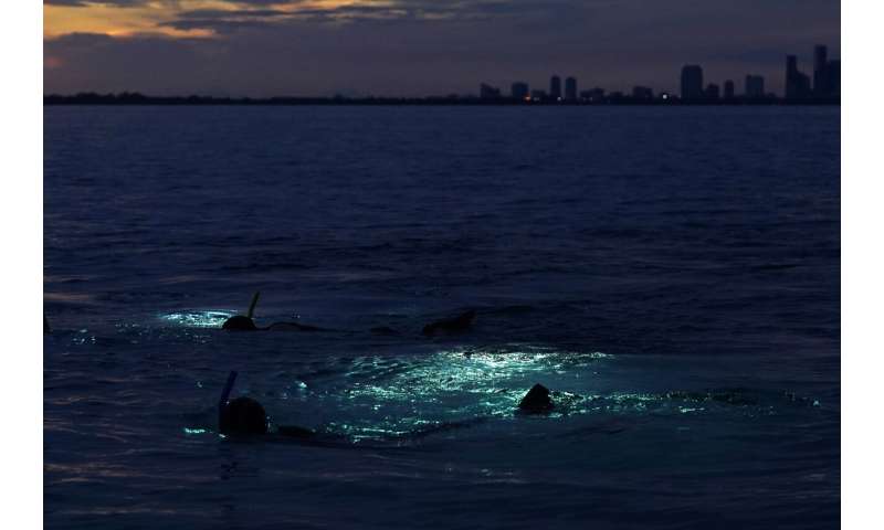 Scientists seek to develop hybrid coral reef off of Miami