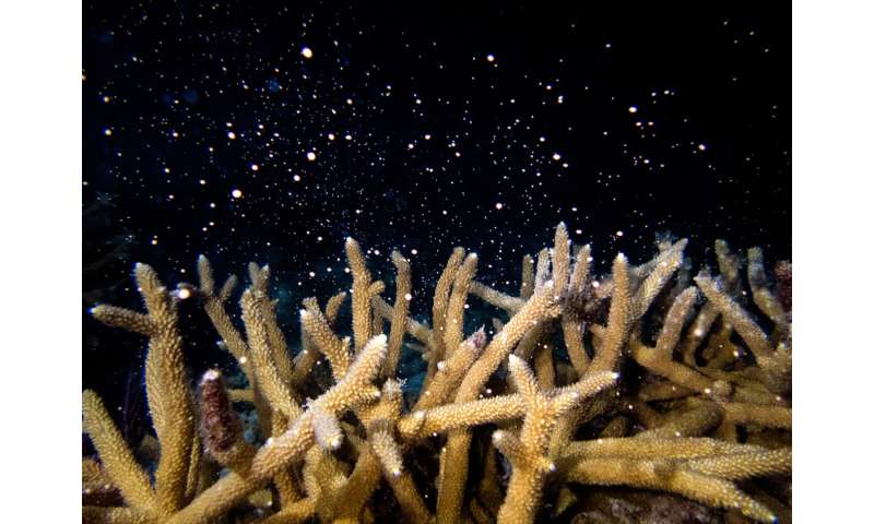 Scientists seek to develop hybrid coral reef off of Miami