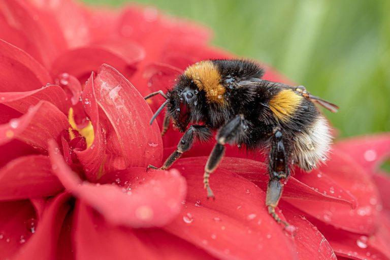 New study links the decline of alpine bees to climate change