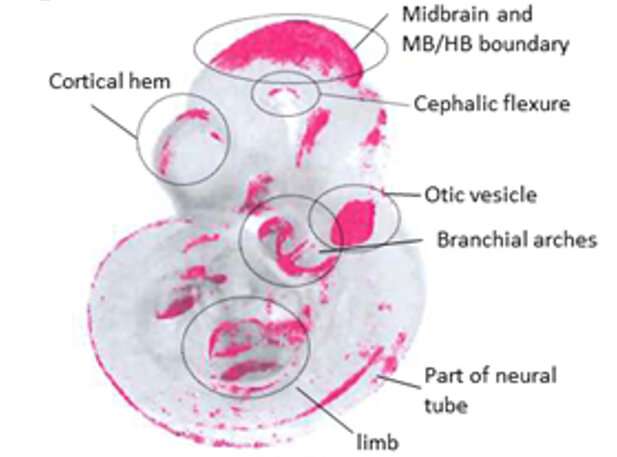 Developmental biologists map multi-gene activity hotspots in developing embryos for the first time