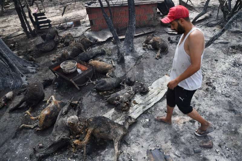 Algerian farmer Hamdi Gemidi checks charred animals at his farm on the outskirts of El Tarf city, August 18, 2022