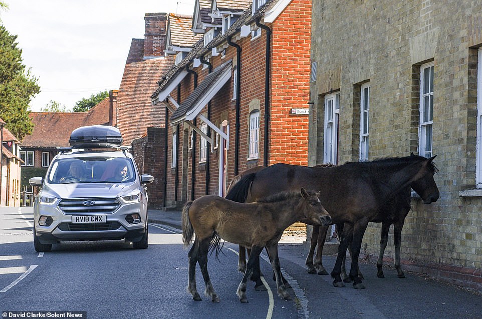 Wild horses and cows are known to roam free in the village of Beaulieu, which is on the edge of the New Forest national park. One local Peter Openshaw said: 'It delights me when I see a cow walk past the window and it slows down someone in a hurry'