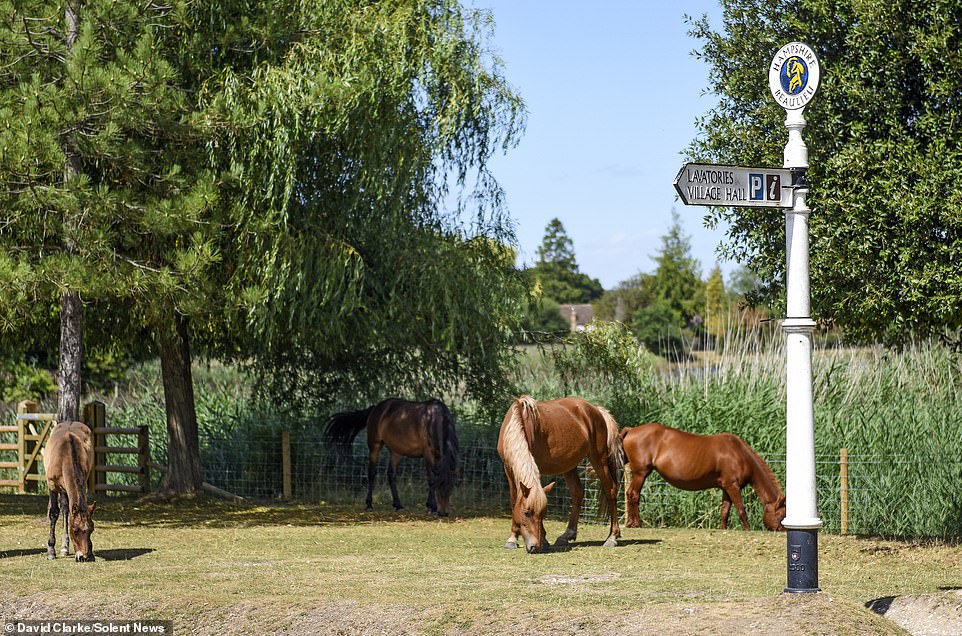 One of the main attractions of the New Forest is the horses that roam freely. Beaulieu resident Peter Openshaw said tourists can't believe it when they see them walking about on the roads