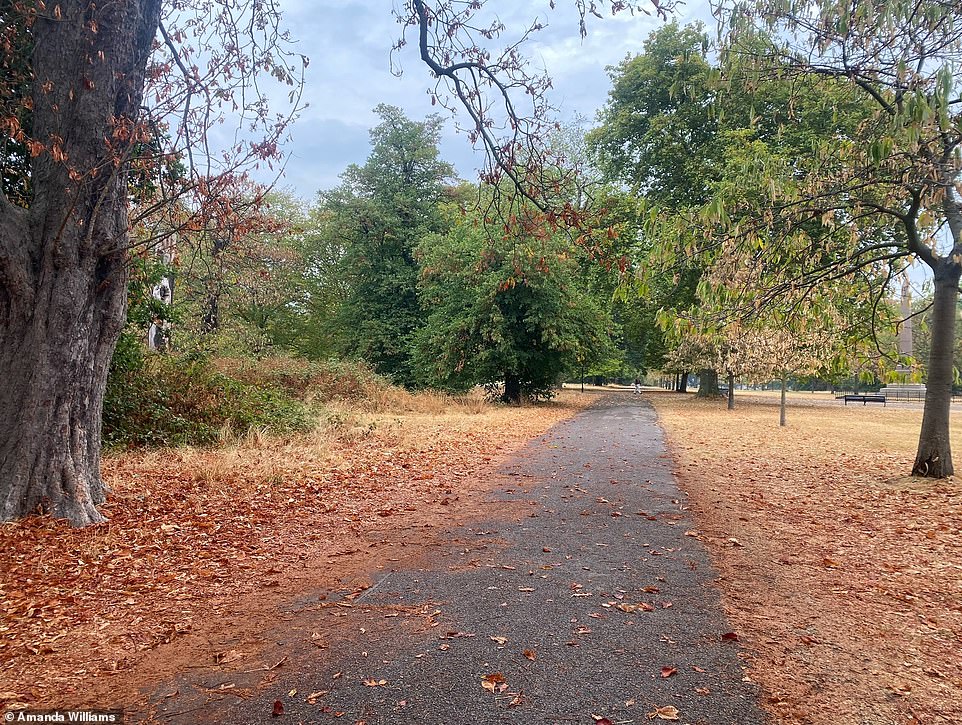 Leigh Hunt, senior horticultural advisor at the Royal Horticultural Society, said early leaf fall and auburn leaves are both signs that trees are stressed and 'shutting up shop'