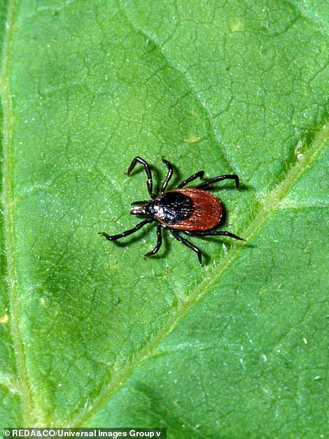 Pictured left is a black-legged tick, which may carry Lyme disease