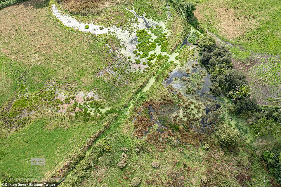 Beavers and their dam networks do come with some drawbacks, as some areas are completely submerged in water. This means that farmers may be unable to use some of their land for livestock grazing