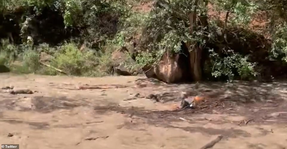 ZION NATIONAL PARK: Just moments after Agnihotri was reported missing, her brother filmed another man being swept up in the flood waters. Authorities say at least one person was injured in the flooding at the park