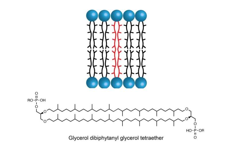 Revealed missing step in lipid formation could enable detection of past climate