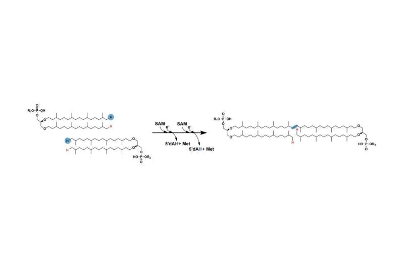 Revealed missing step in lipid formation could enable detection of past climate