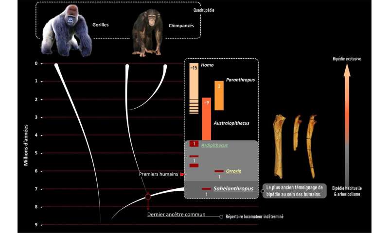 Sahelanthropus, the oldest representative of humanity, was indeed bipedal...but that's not all!