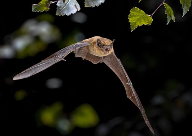 A pipistrelle bat flying.