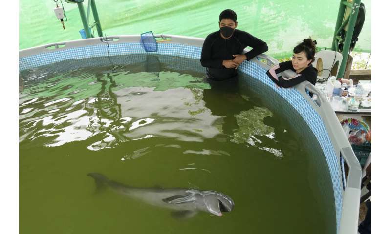 Sick dolphin calf improves with tube-fed milk, helping hands