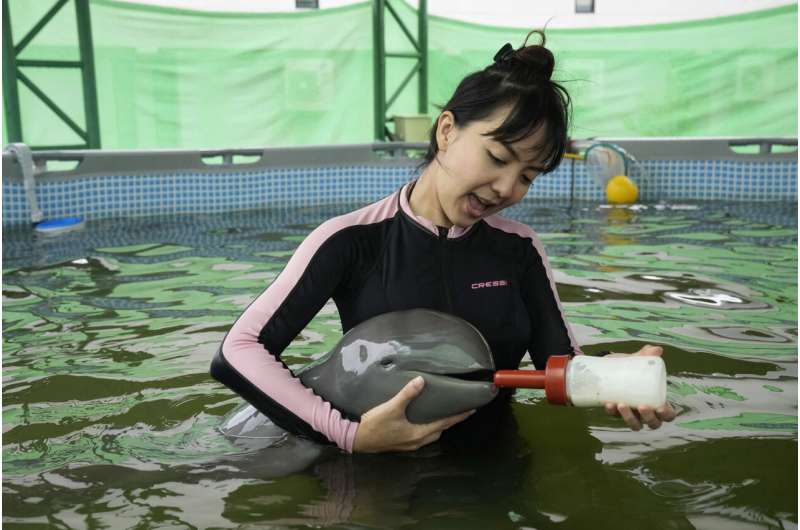 Sick dolphin calf improves with tube-fed milk, helping hands