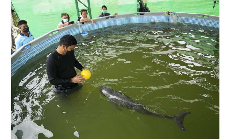 Sick dolphin calf improves with tube-fed milk, helping hands