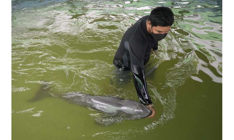 Sick dolphin calf improves with tube-fed milk, helping hands