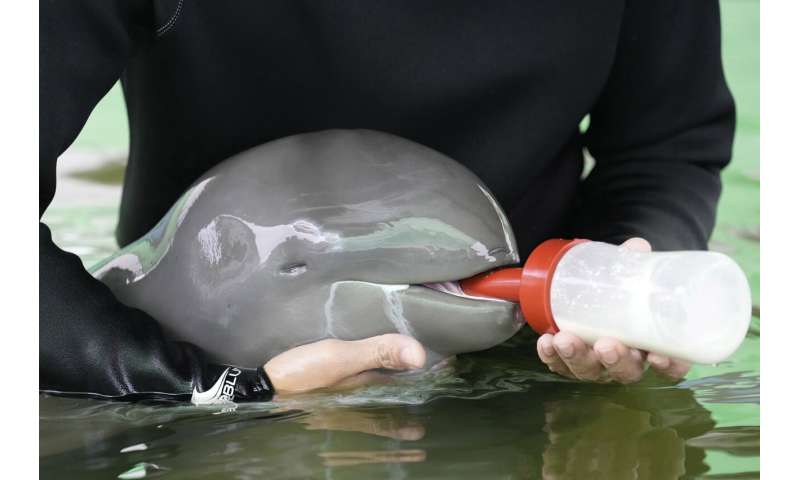 Sick dolphin calf improves with tube-fed milk, helping hands