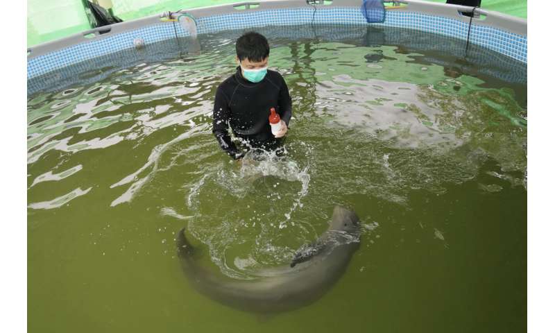 Sick dolphin calf improves with tube-fed milk, helping hands