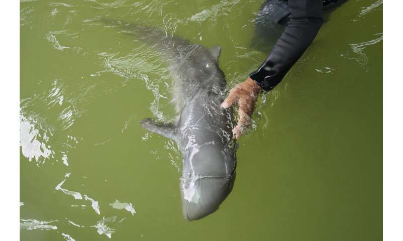 Sick dolphin calf improves with tube-fed milk, helping hands