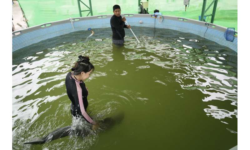 Sick dolphin calf improves with tube-fed milk, helping hands