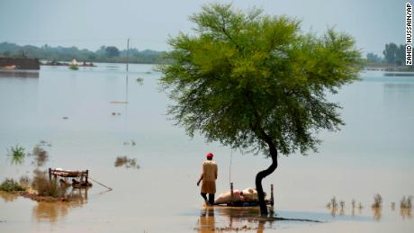 A villager uses cots to save usable items after salvaging from his flood-hit home in Jaffarabad.