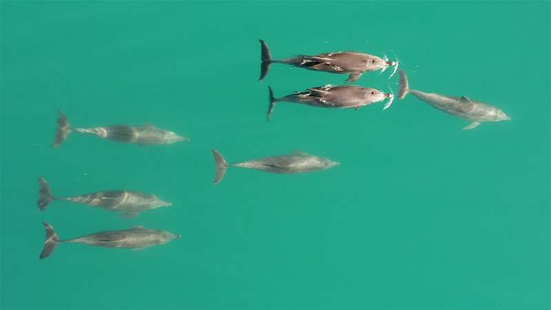 Dolphins form largest alliance network outside humans, study finds