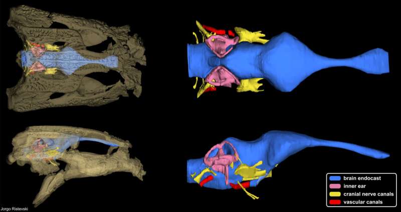 Inside the head of one of Australia's smallest fossil crocs