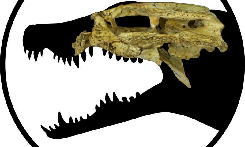 Inside the head of one of Australia's smallest fossil crocs