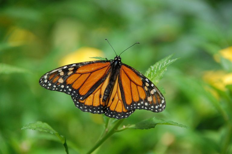 South Florida’s monarch population is an ‘unusual beast.’ Some butterflies are endangered, but these plan to hang around