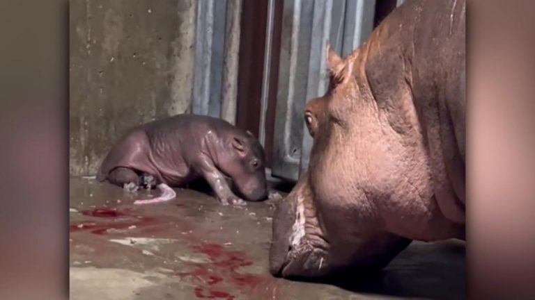 It’s a boy! Cincinnati Zoo seeking names for new baby hippo