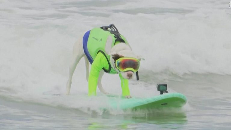 Surf's up: Dogs catch some waves in World Dog Surfing Championships