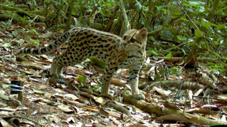 Video: Biodiversity returns to Bolivia’s ‘death road’