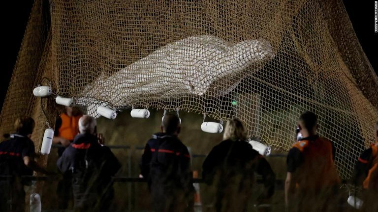 Beluga whale rescued from Seine River euthanized in transit, French authorities say