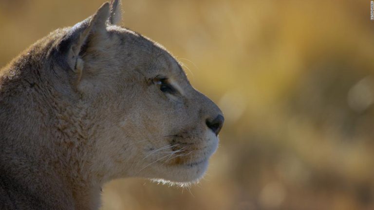 Behind the scenes: Capturing Patagonia’s wild species on camera