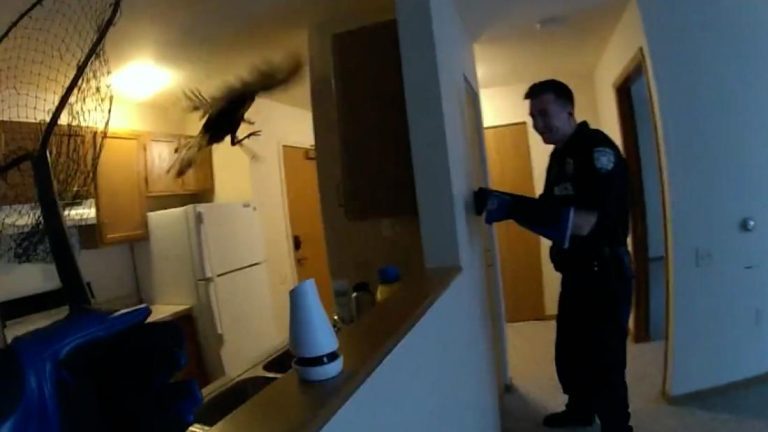 Police catch wild turkey 'breaking and entering' in hilarious encounter