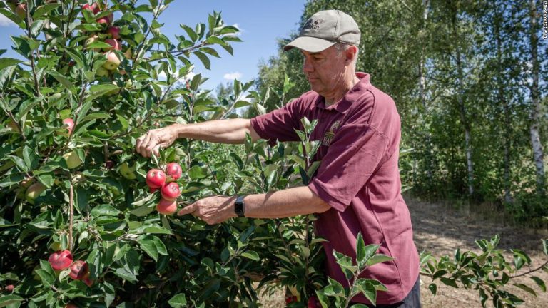 UK in dought as apples burn on branches and hosepipe bans hit millions