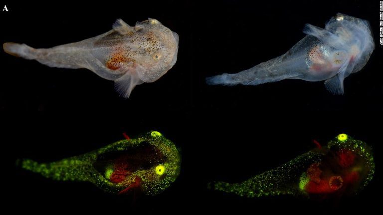 Glowing fish are full of antifreeze to survive cold waters