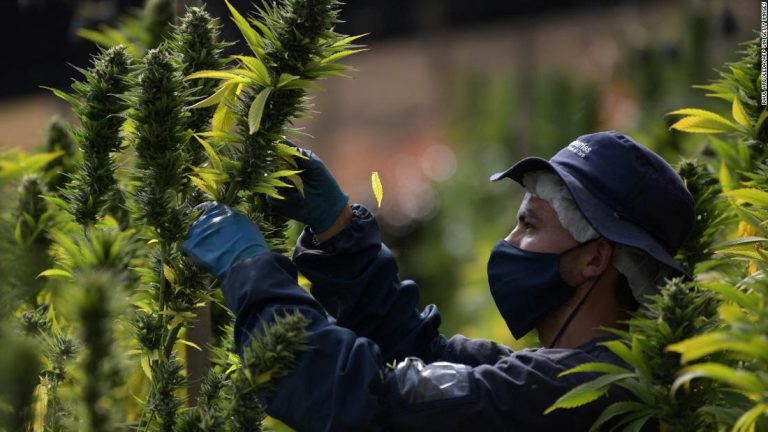 Colombia marijuana: This country calls time on the ‘war on drugs’