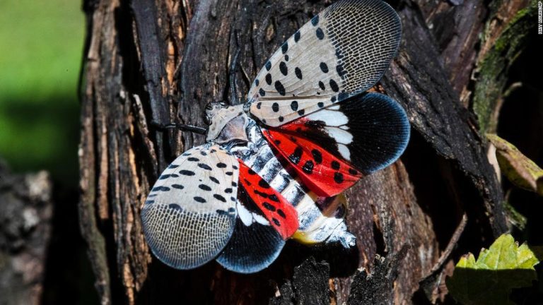 Spotted lanternfly: It’s OK to kill this invasive insect