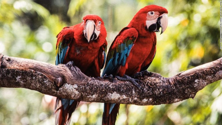 Singapore’s Jurong Bird Park to close