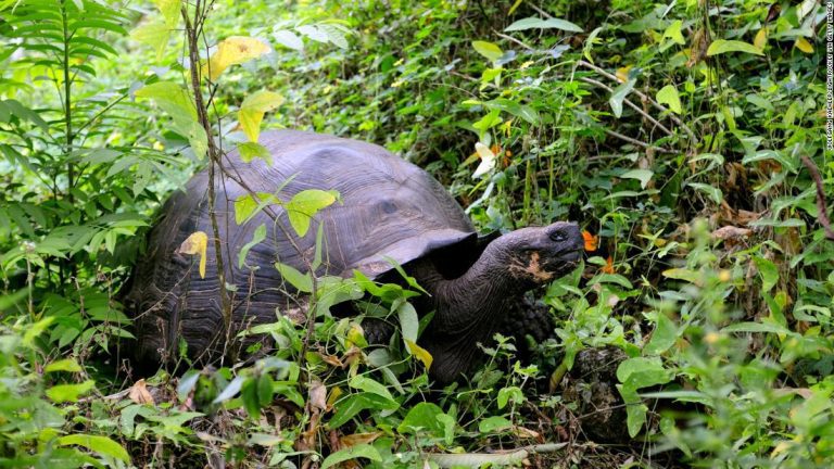 Endangered Galapagos tortoises were hunted and eaten, fear Ecuadorean prosecutors