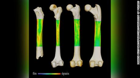 This image shows the thickness variation map for the femurs of (from left to right) Sahelanthropus, an extant human, a chimpanzee and a gorilla (in posterior view). 