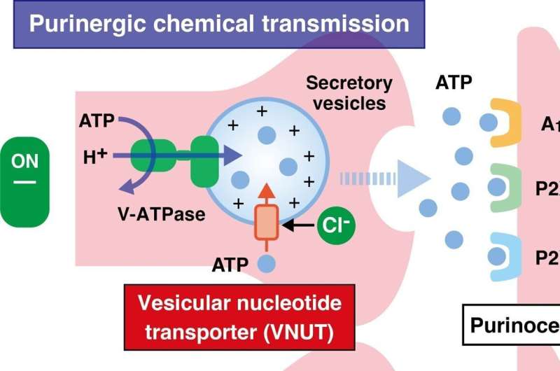 Elucidating the molecular targets of “eicosapentaenoic acid”: A natural remedy for chronic pain