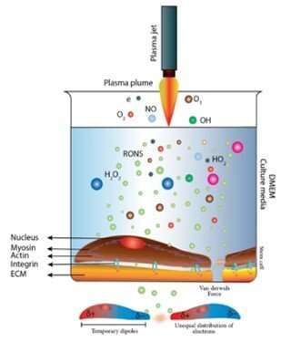 A van der Waals force-based adhesion study of stem cells exposed to cold atmospheric jets